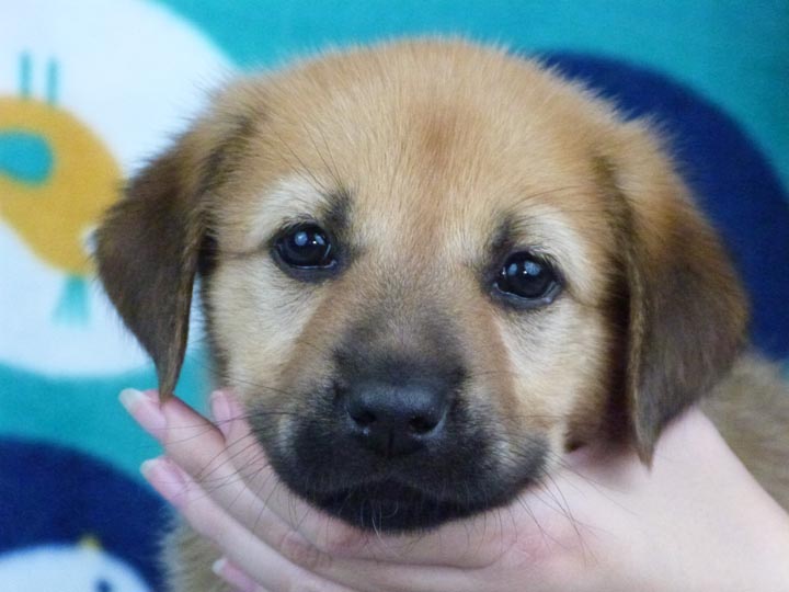 chinook puppy